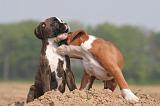BOXER 258